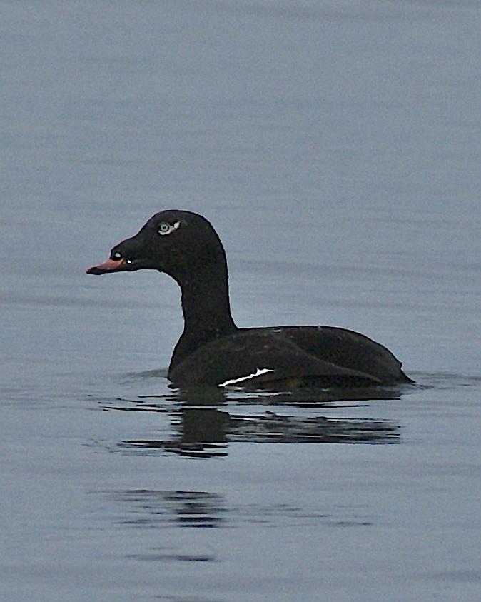 White-winged Scoter (North American) Photo by Gerald Hoekstra