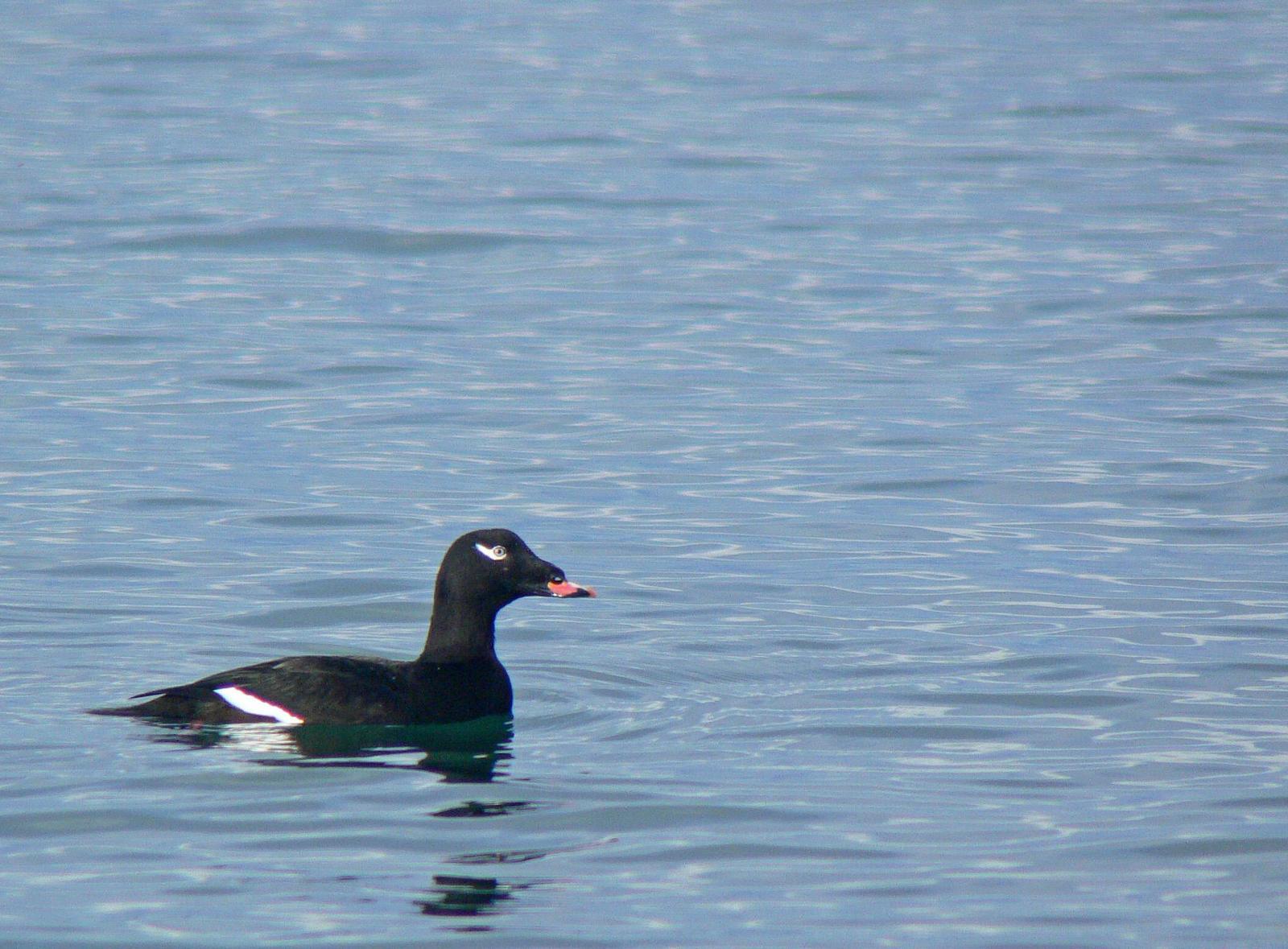 White-winged Scoter (North American) Photo by Steven Mlodinow