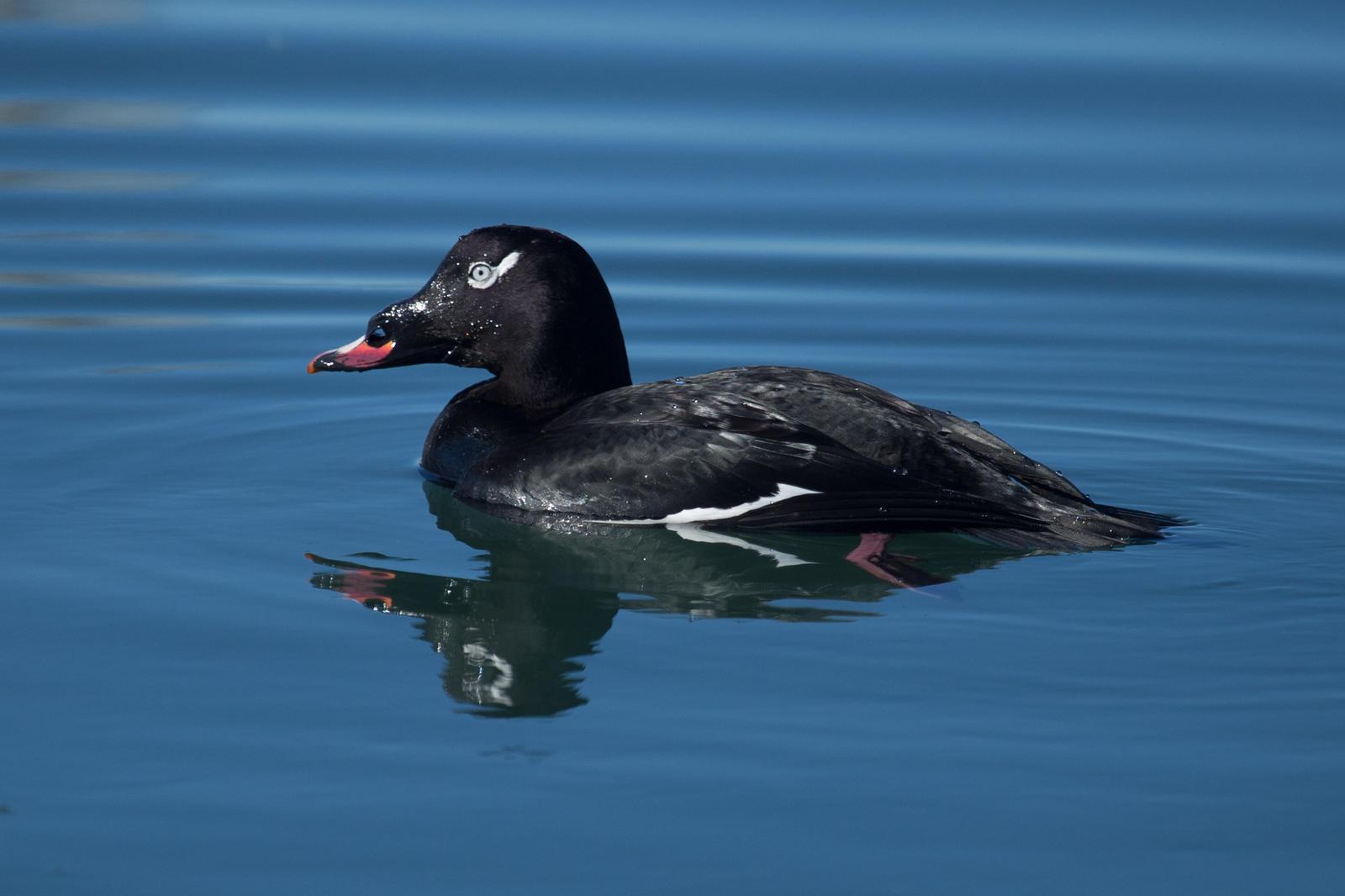White-winged Scoter (North American) Photo by Donna Pomeroy