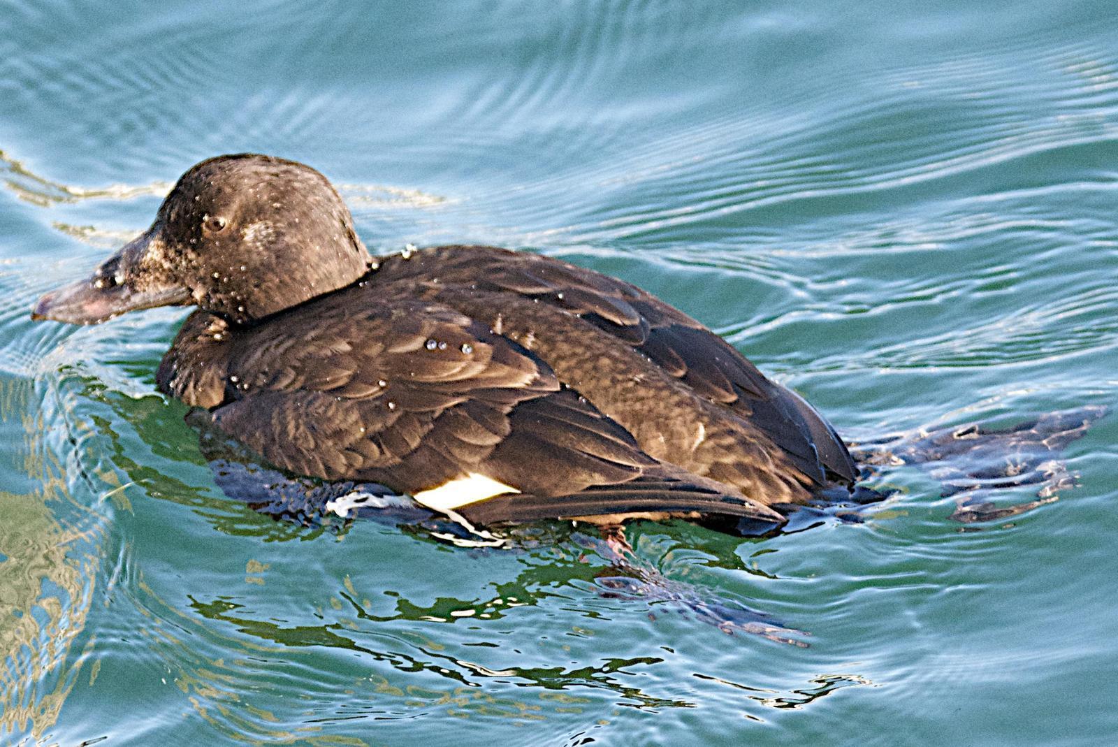 White-winged Scoter (North American) Photo by Brian Avent