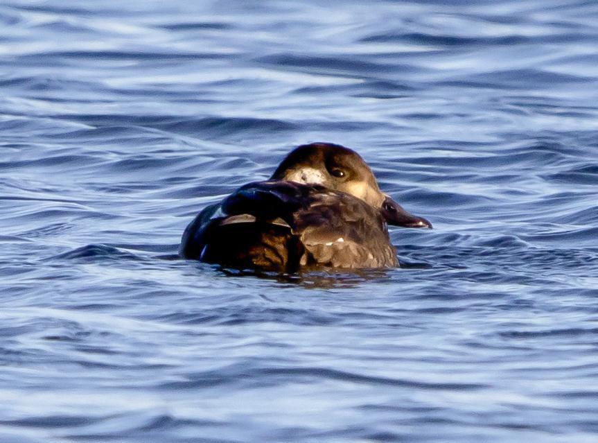 White-winged Scoter (North American) Photo by Tom Gannon