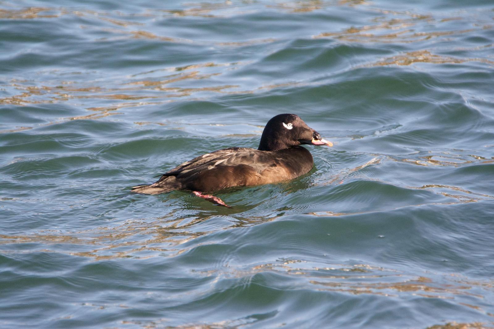 White-winged Scoter (North American) Photo by Brian Avent