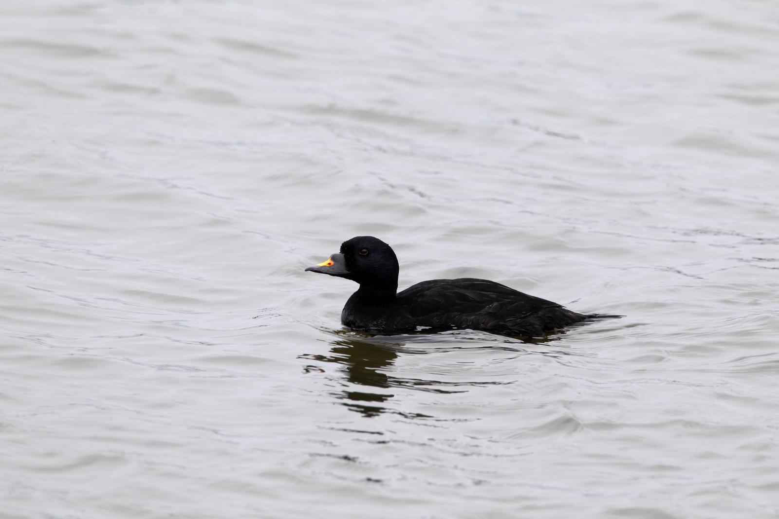 Common Scoter Photo by Monte Taylor