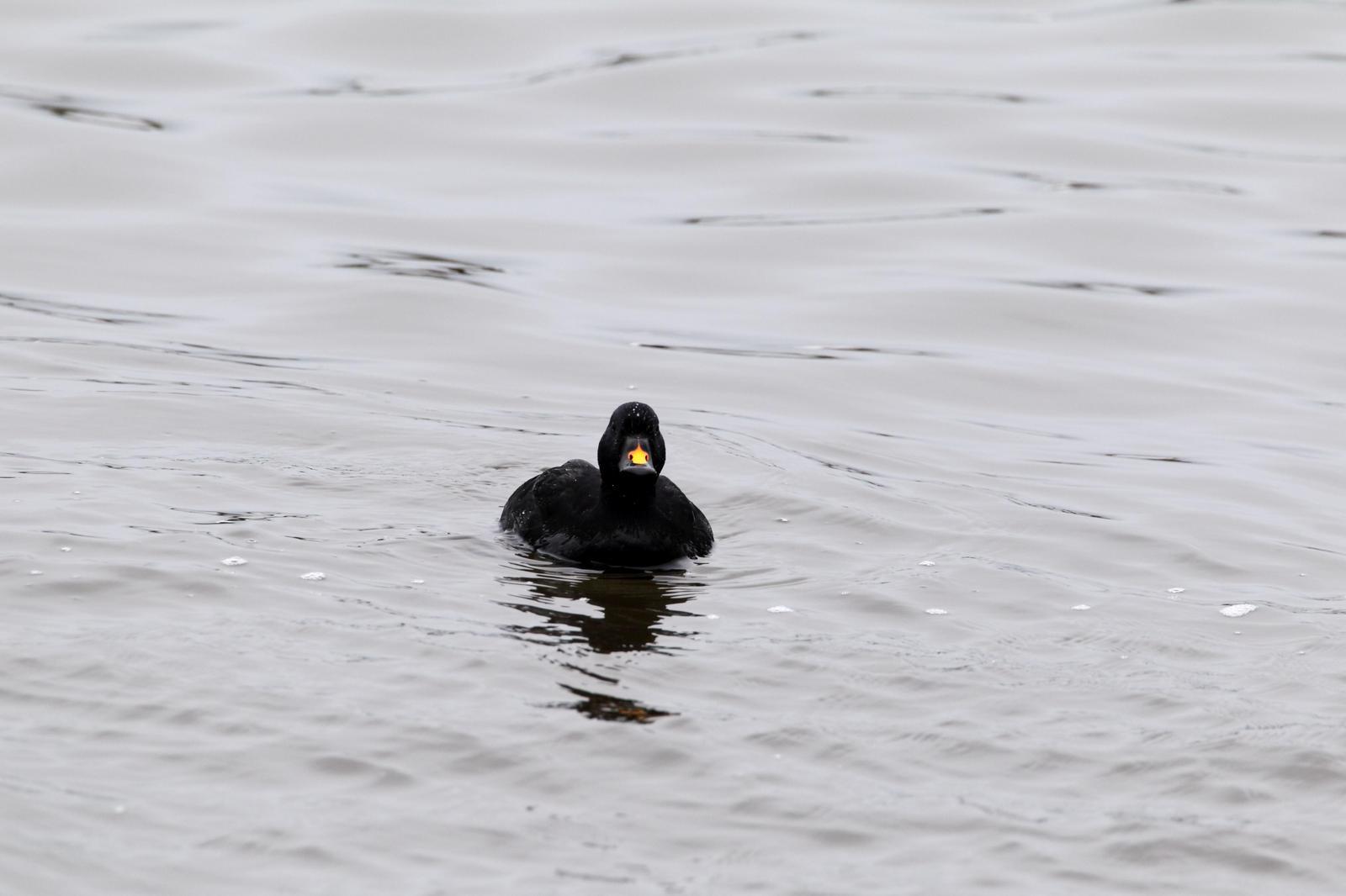 Common Scoter Photo by Monte Taylor