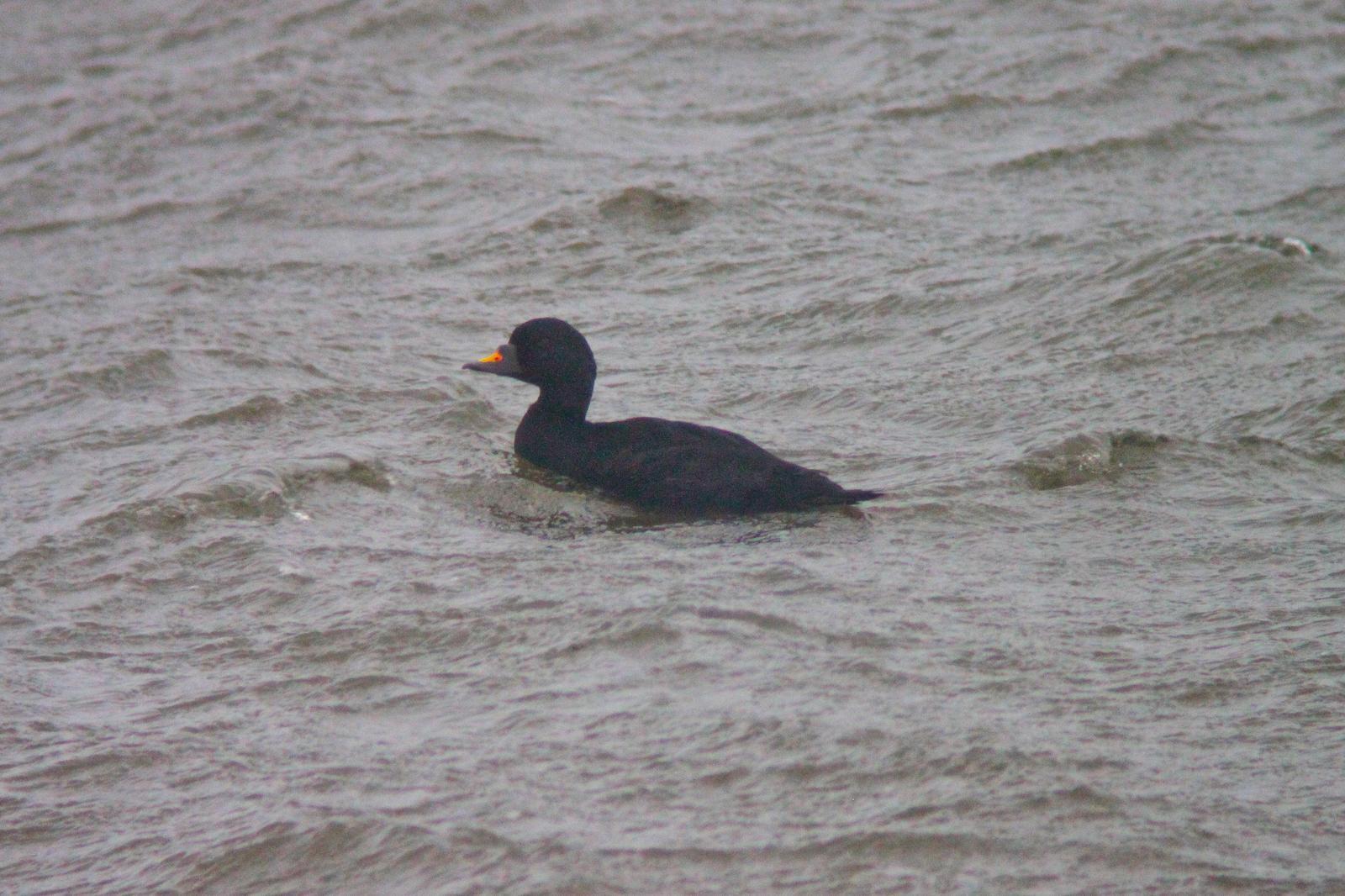 Common Scoter Photo by Tom Ford-Hutchinson