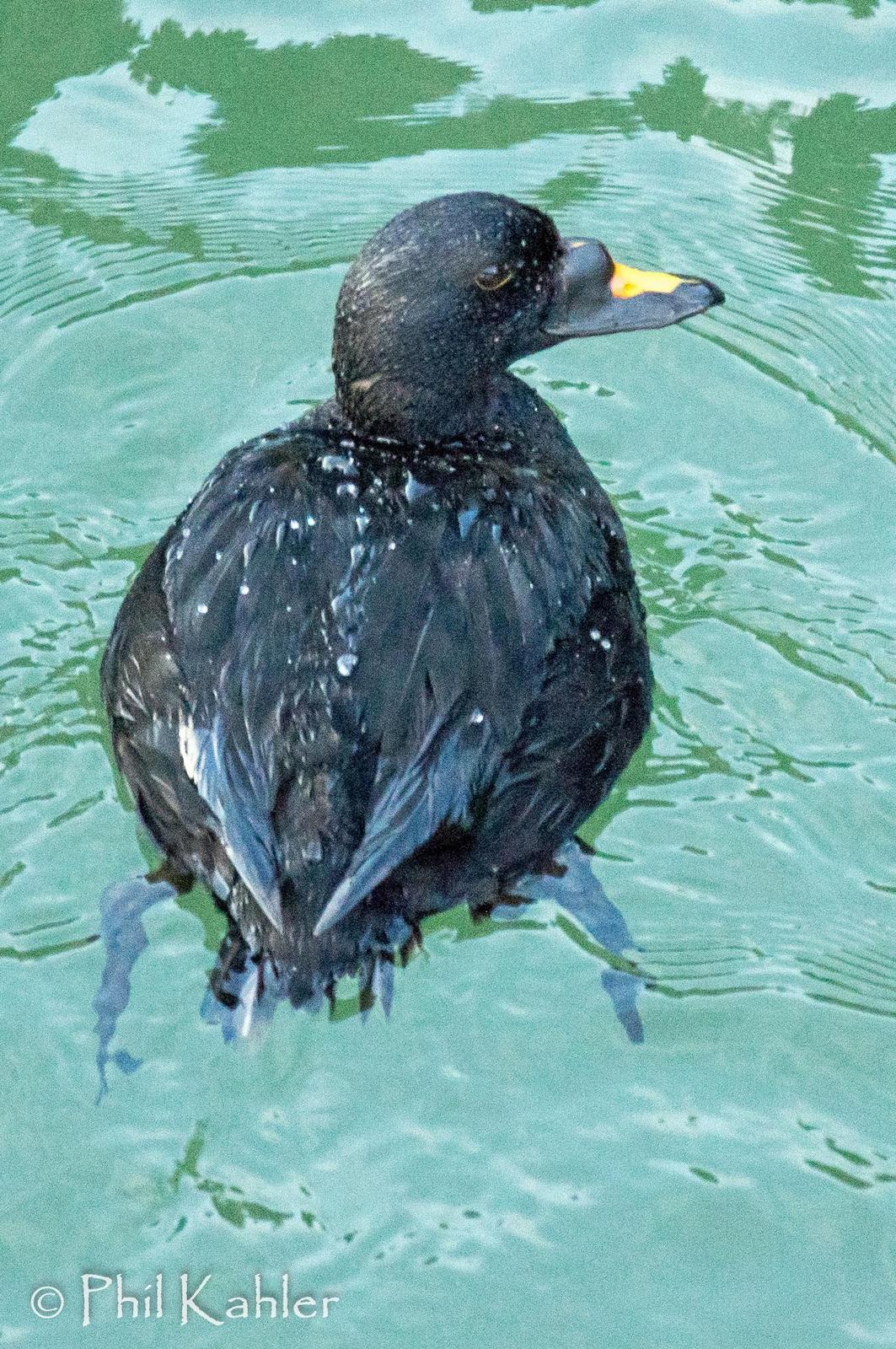 Common Scoter Photo by Phil Kahler
