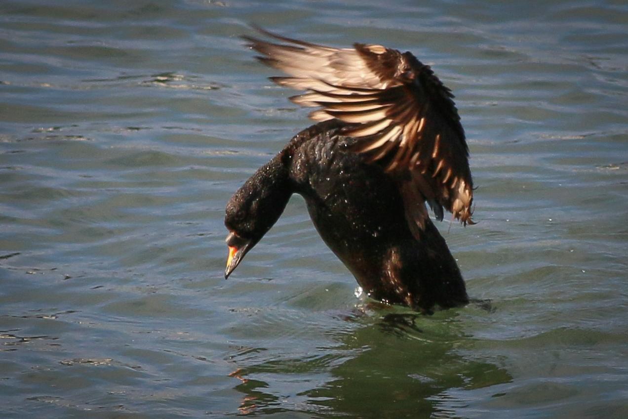 Common Scoter Photo by Skip Russell