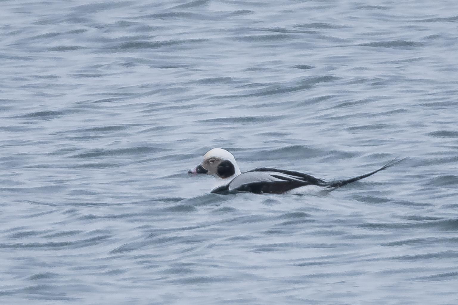 Long-tailed Duck Photo by Gerald Hoekstra