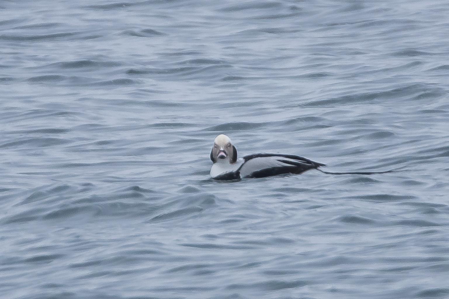 Long-tailed Duck Photo by Gerald Hoekstra