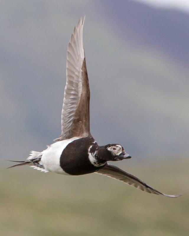 Long-tailed Duck Photo by Ashley Bradford