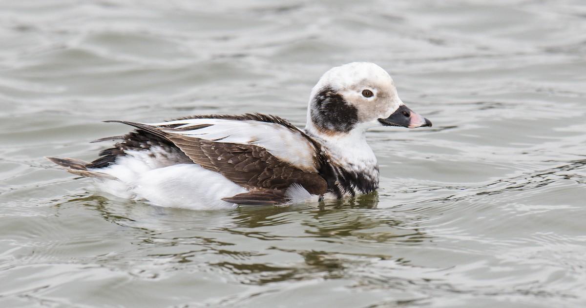 Long-tailed Duck Photo by Chris Fagyal