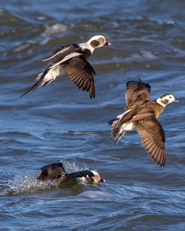 Long-tailed Duck Photo by Ashley Bradford