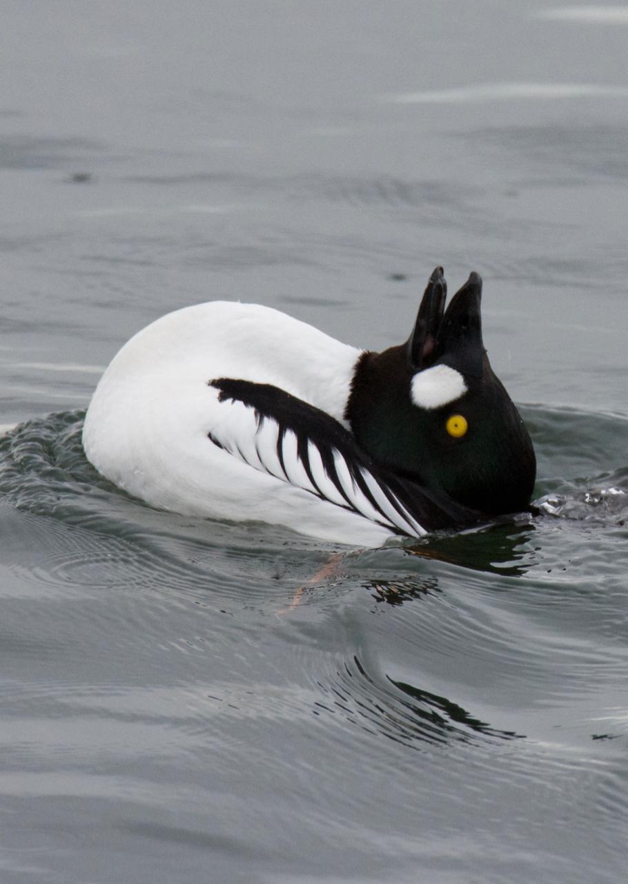 Common Goldeneye Photo by Brian Avent