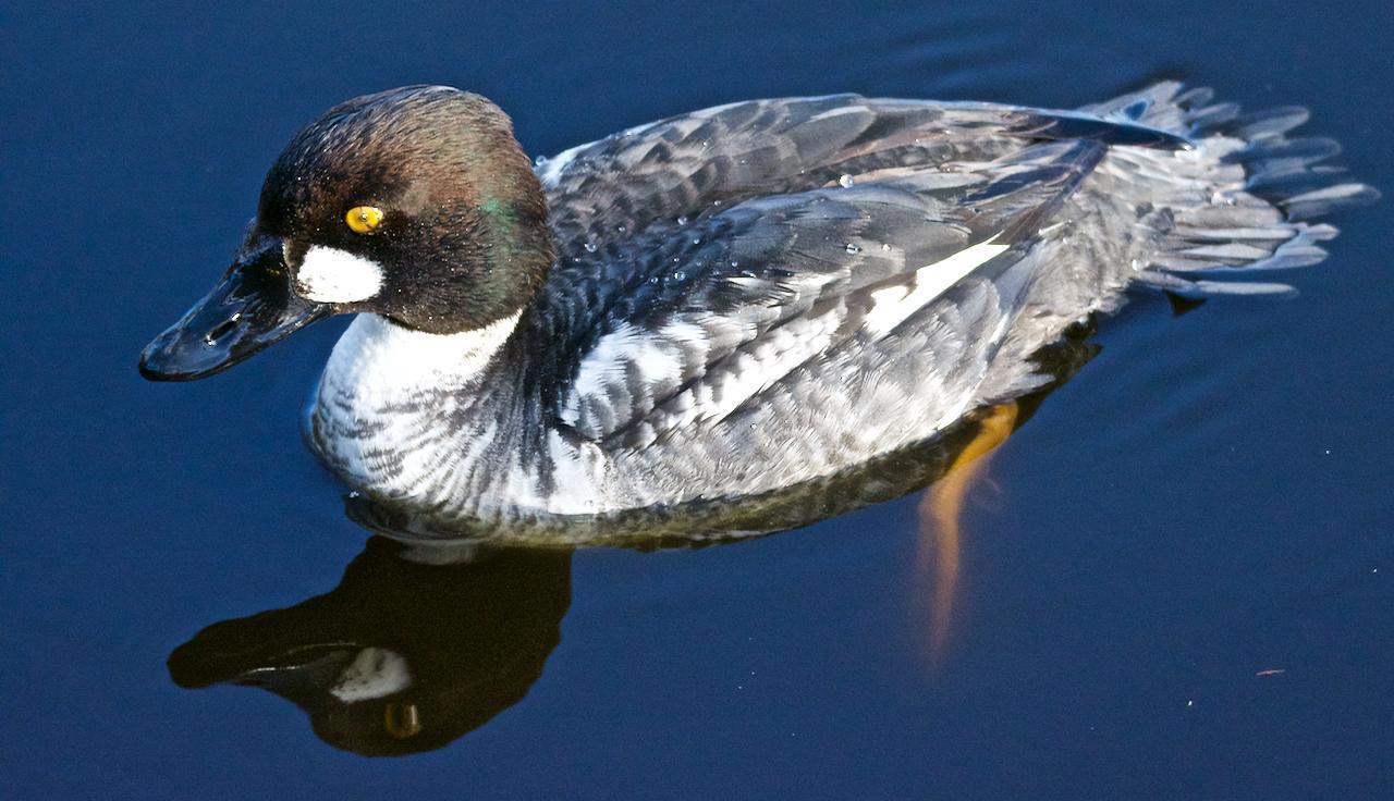 Common Goldeneye Photo by Brian Avent