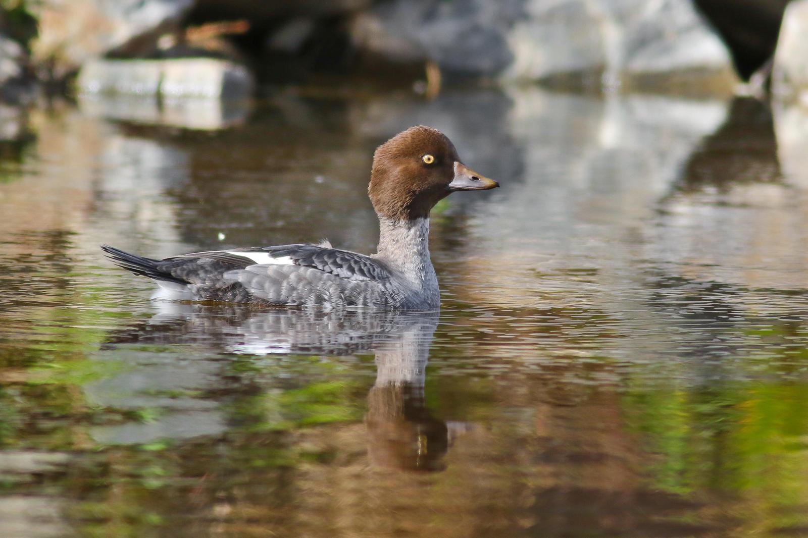 Common Goldeneye Photo by Tom Ford-Hutchinson