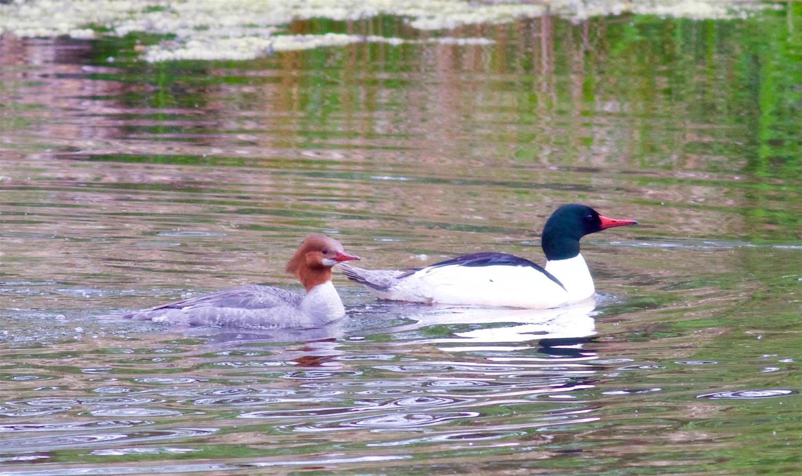 Common Merganser Photo by Kathryn Keith