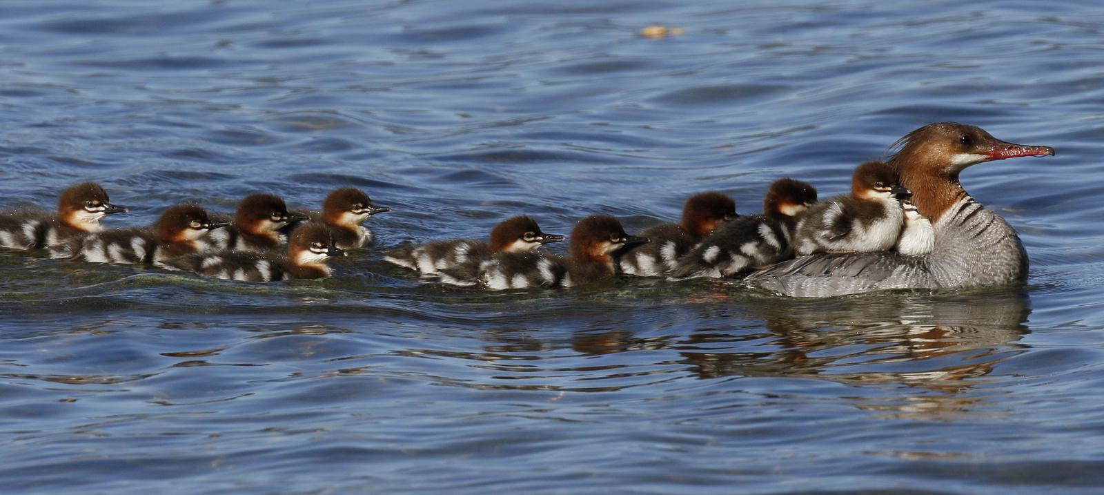 Common Merganser Photo by Emily Willoughby