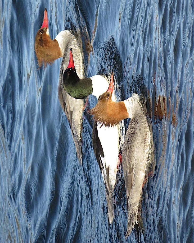 Common Merganser (North American) Photo by Brian Avent