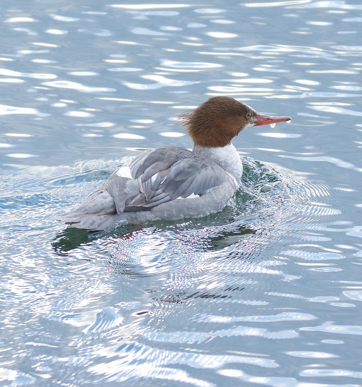 Common Merganser (North American) Photo by Brian Avent