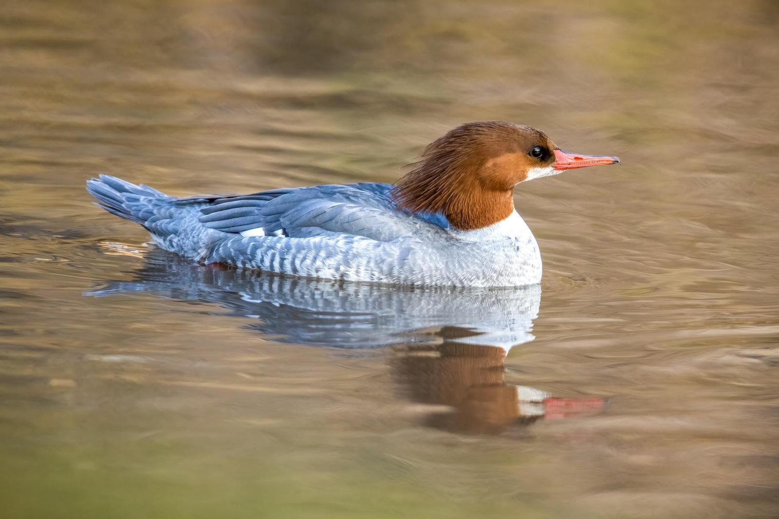 Common Merganser (North American) Photo by Tom Ford-Hutchinson