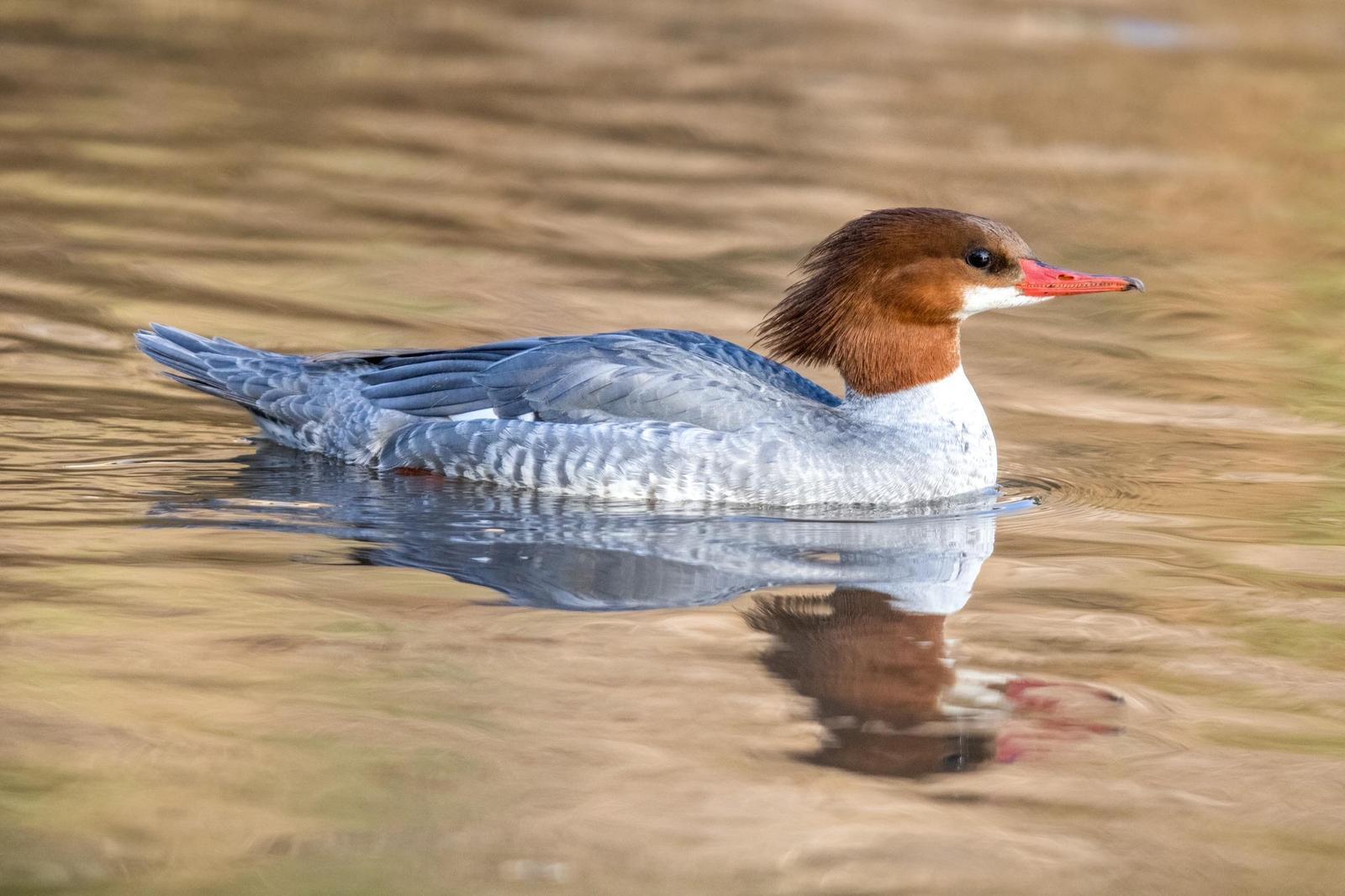 Common Merganser (North American) Photo by Tom Ford-Hutchinson