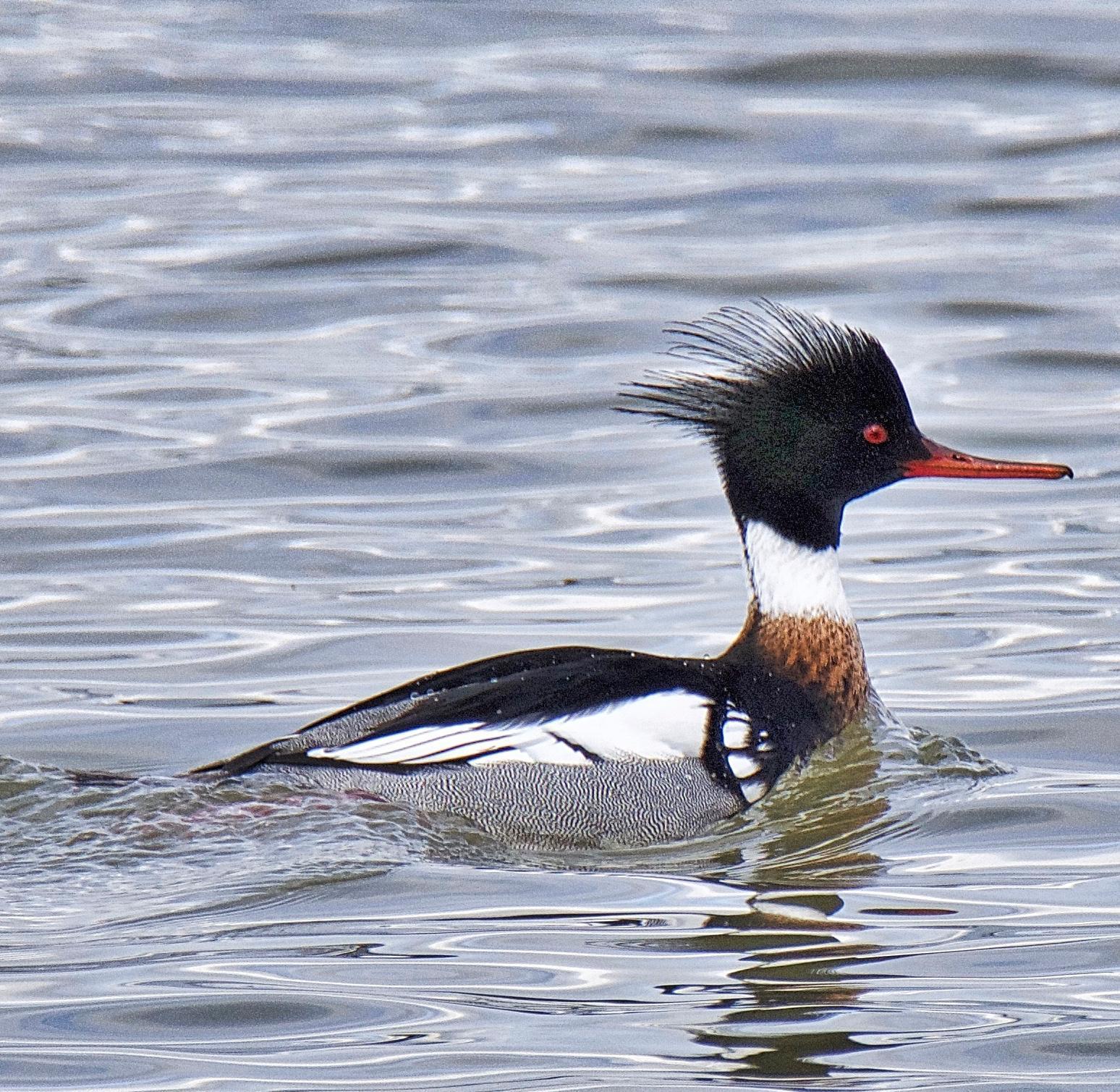 Red-breasted Merganser Photo by Brian Avent