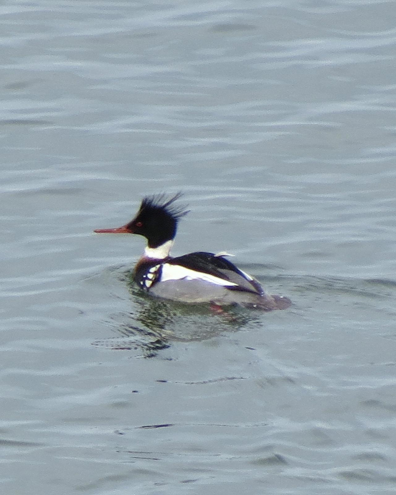 Red-breasted Merganser Photo by James Tarolli