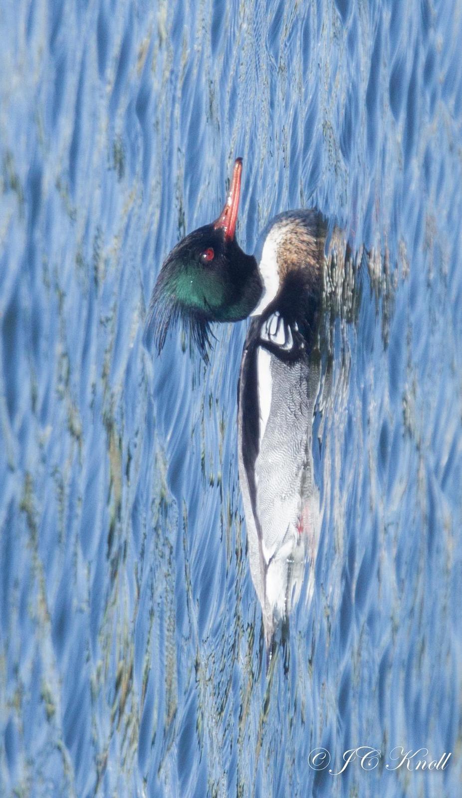 Red-breasted Merganser Photo by JC Knoll