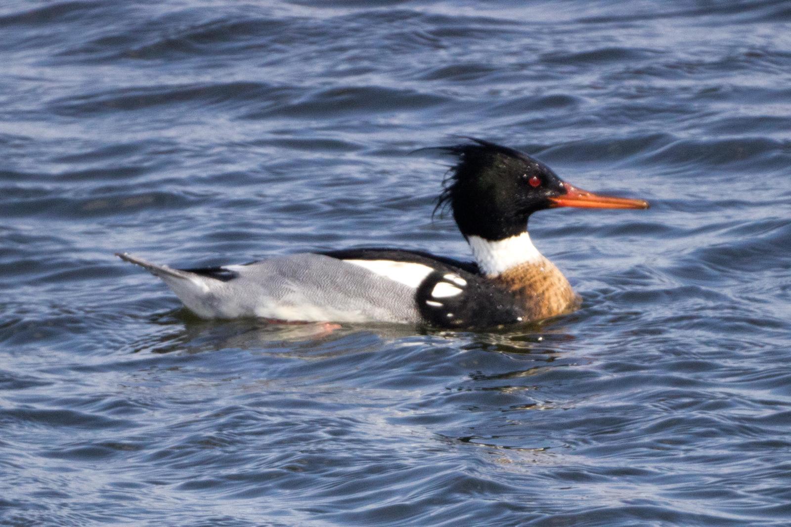 Red-breasted Merganser Photo by Darrin Menzo