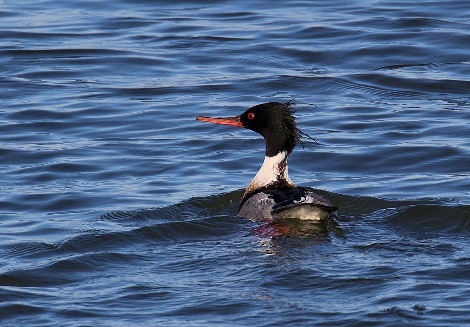 Red-breasted Merganser Photo by Michael Moore