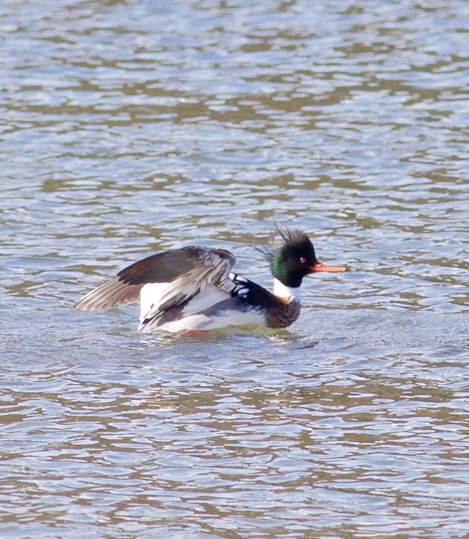 Red-breasted Merganser Photo by Kathryn Keith