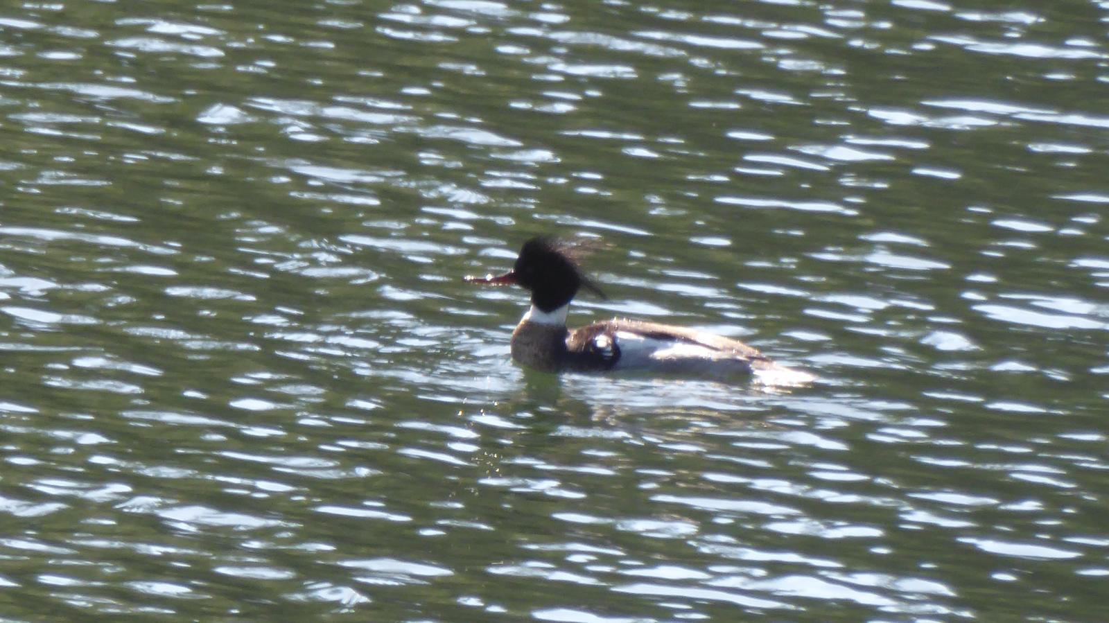 Red-breasted Merganser Photo by Daliel Leite