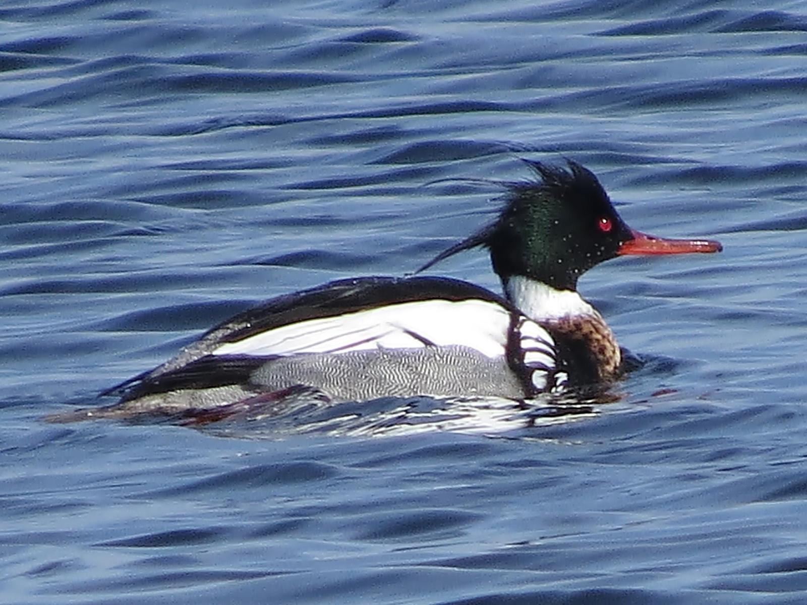 Red-breasted Merganser Photo by Bob Neugebauer