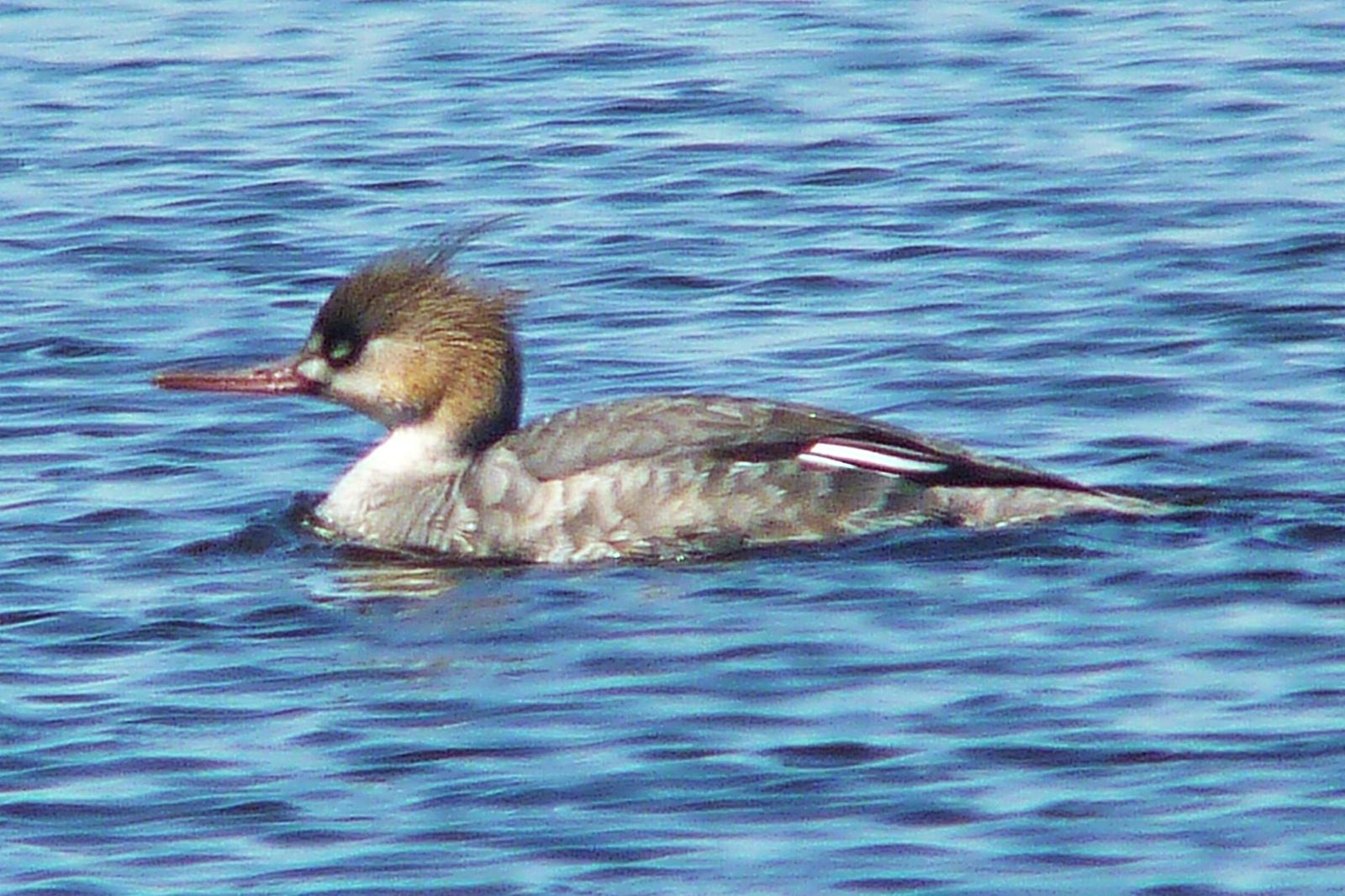 Red-breasted Merganser Photo by Bob Neugebauer