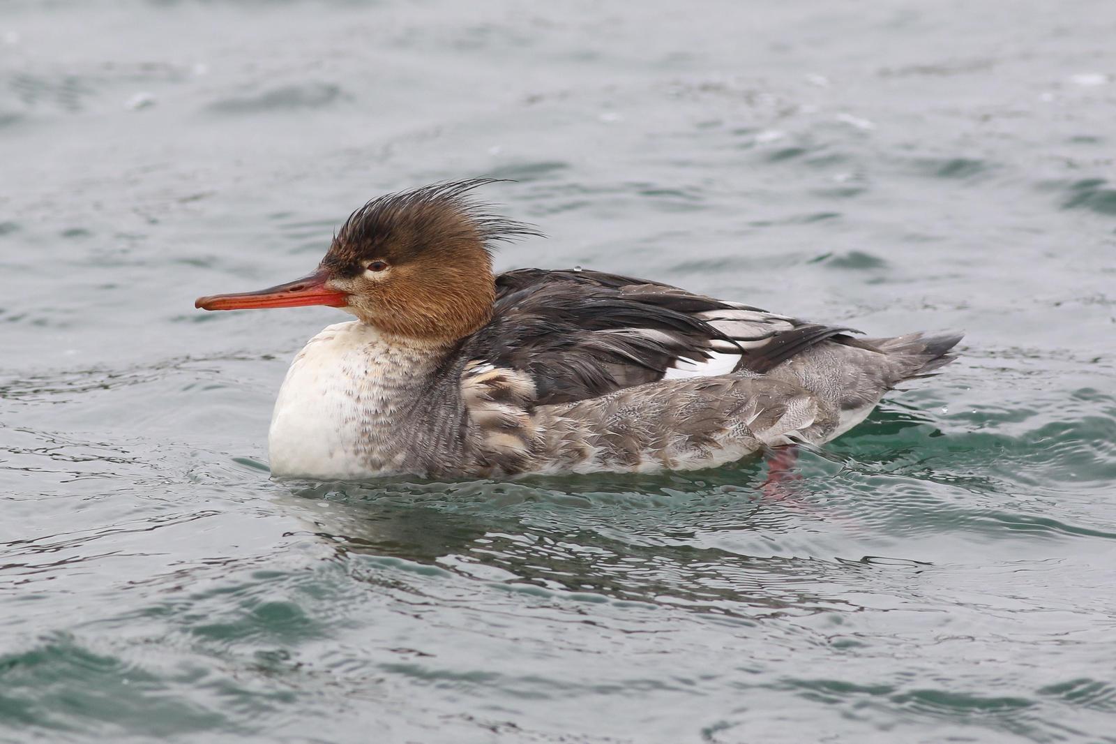 Red-breasted Merganser Photo by Tom Ford-Hutchinson