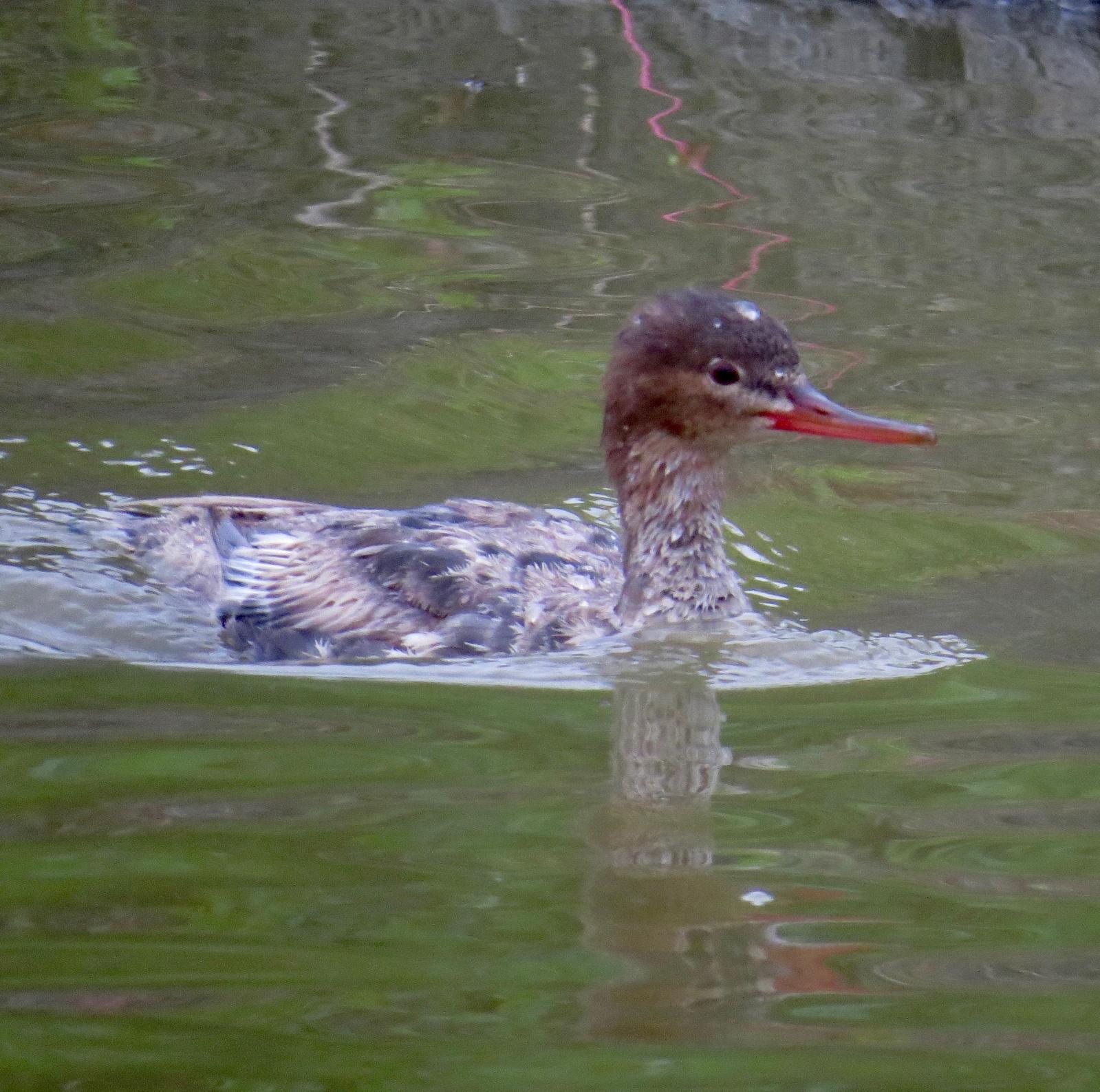 Red-breasted Merganser Photo by Don Glasco