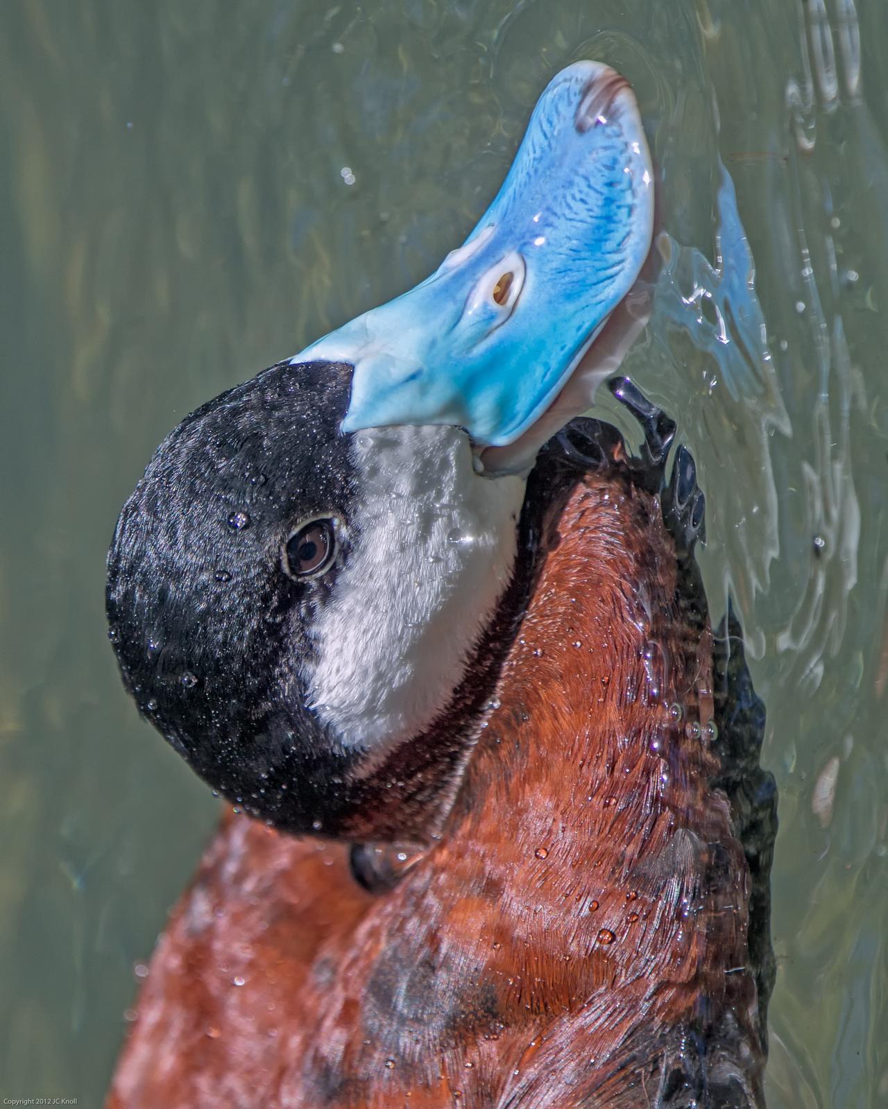 Ruddy Duck Photo by JC Knoll