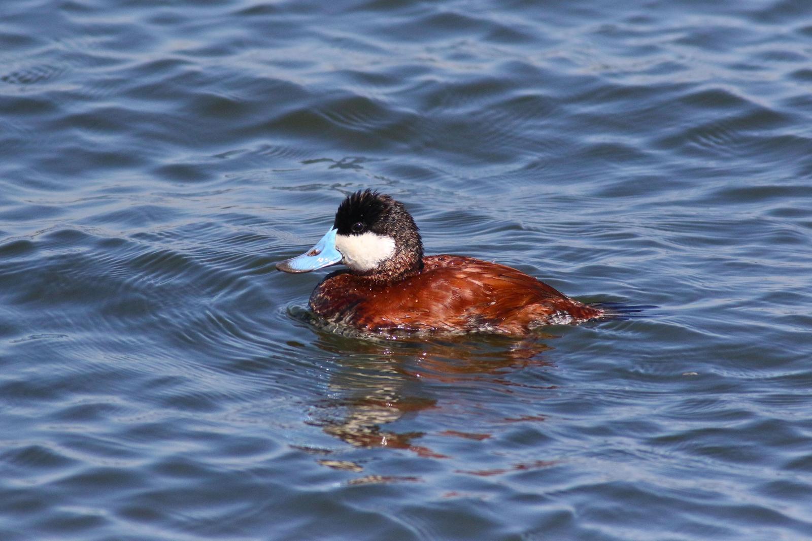 Ruddy Duck Photo by Tom Ford-Hutchinson