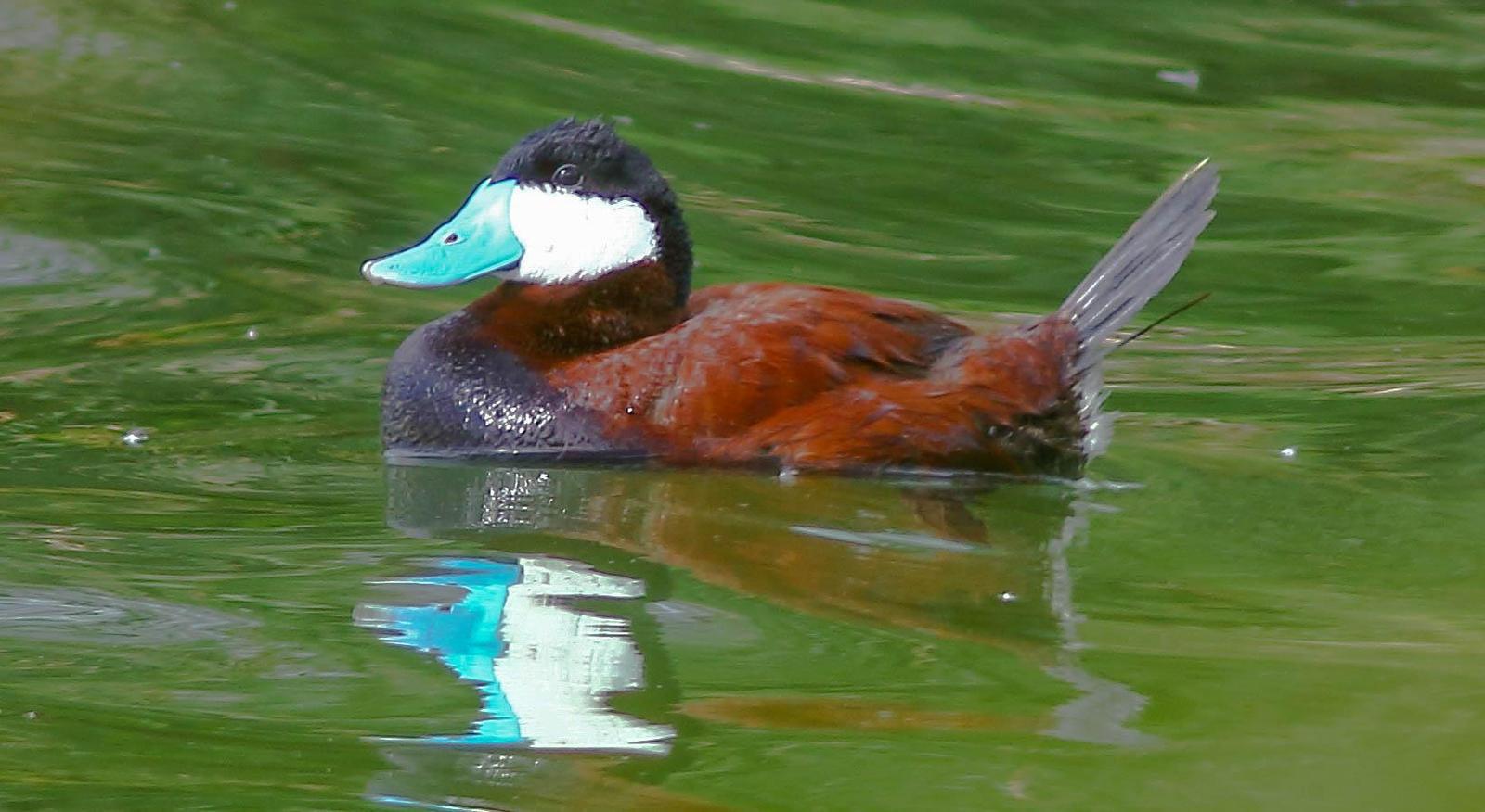 Ruddy Duck Photo by Terry Campbell