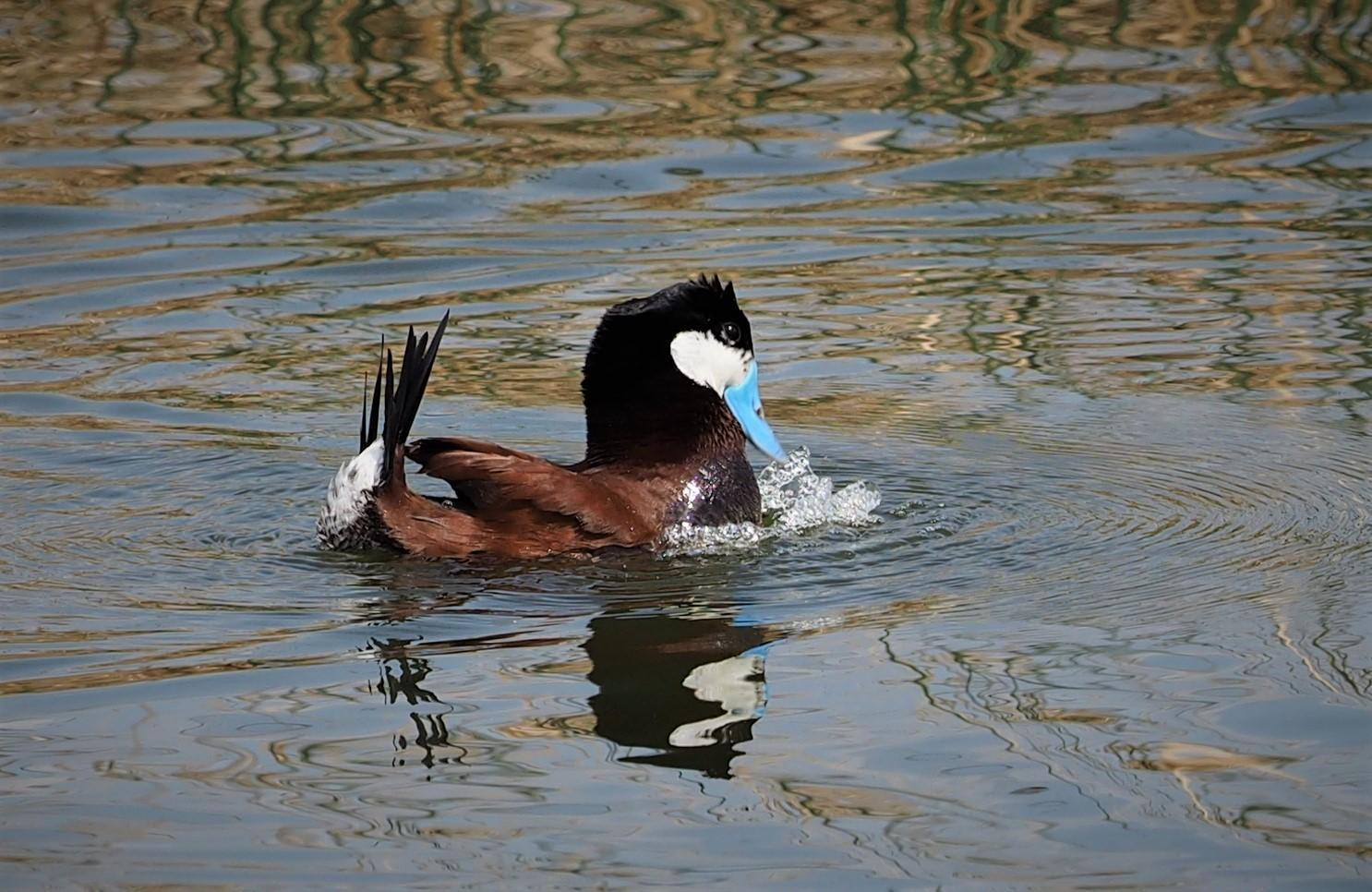 Ruddy Duck Photo by Colin Hill