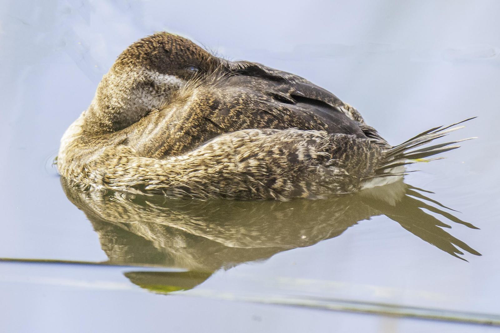 Ruddy Duck Photo by Mason Rose