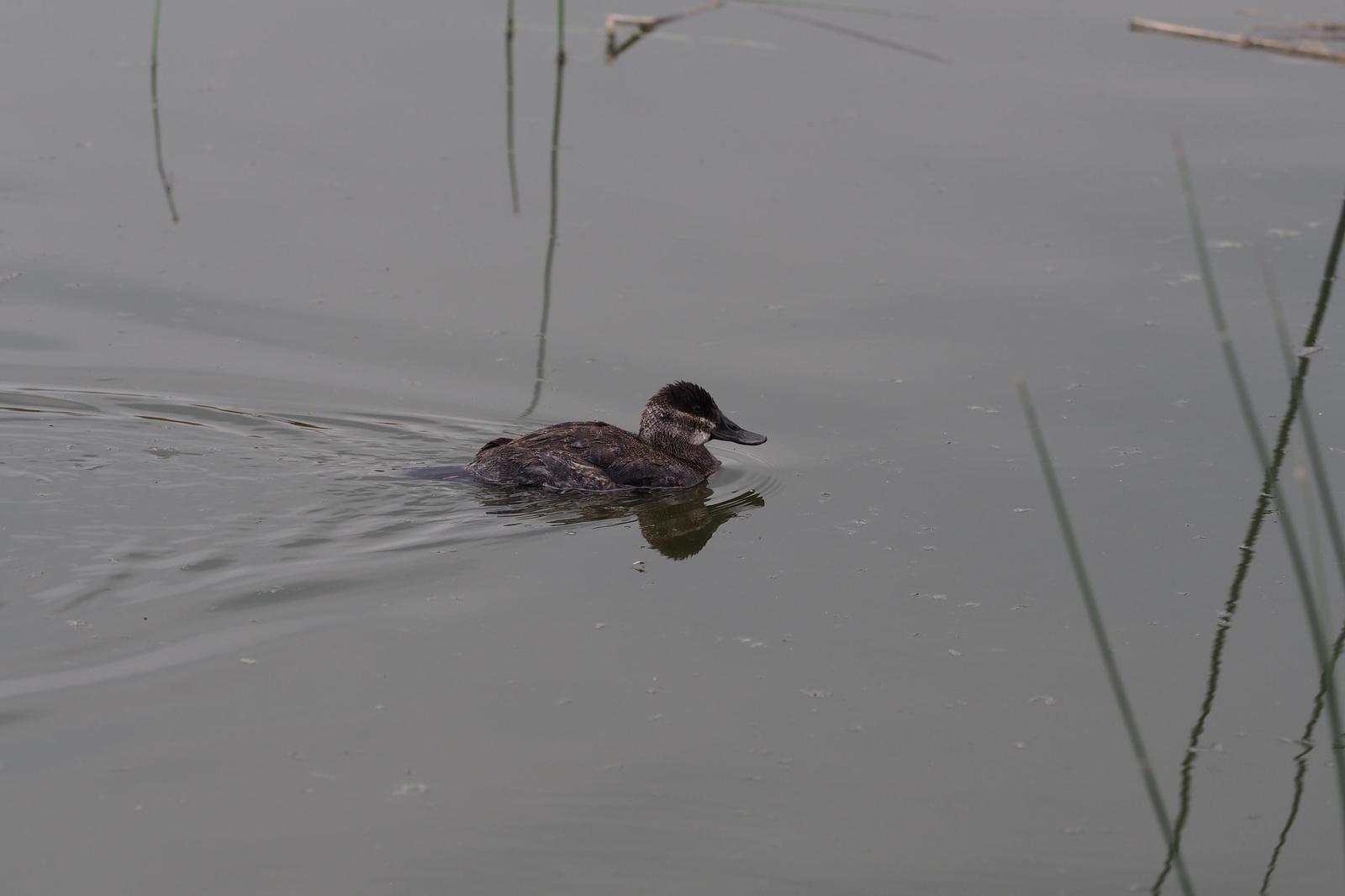 Ruddy Duck Photo by Colin Hill