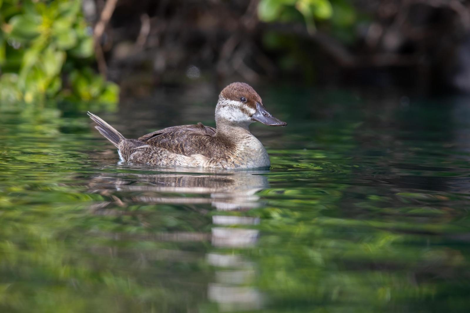 Ruddy Duck Photo by Tom Ford-Hutchinson