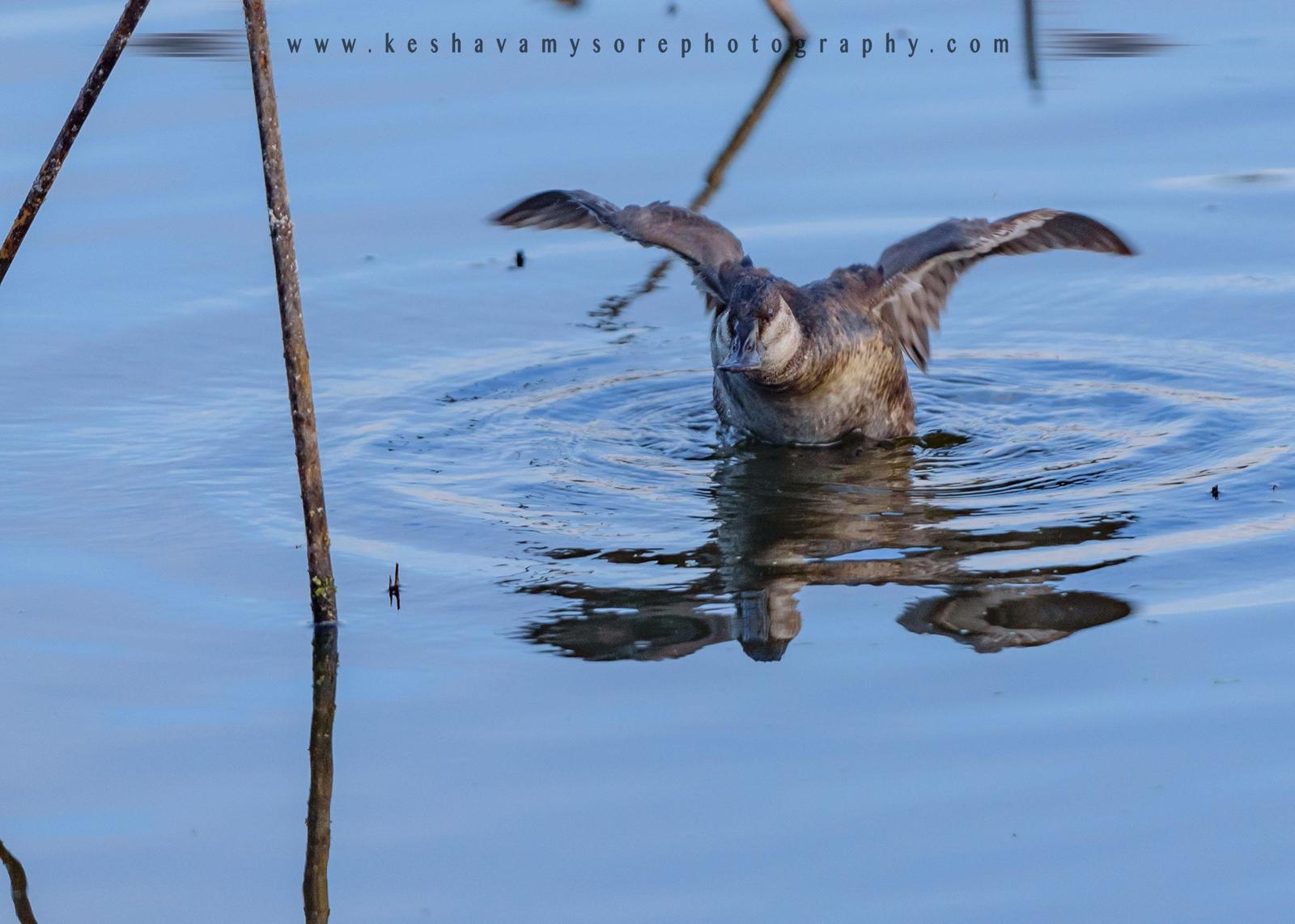 Ruddy Duck Photo by Keshava Mysore