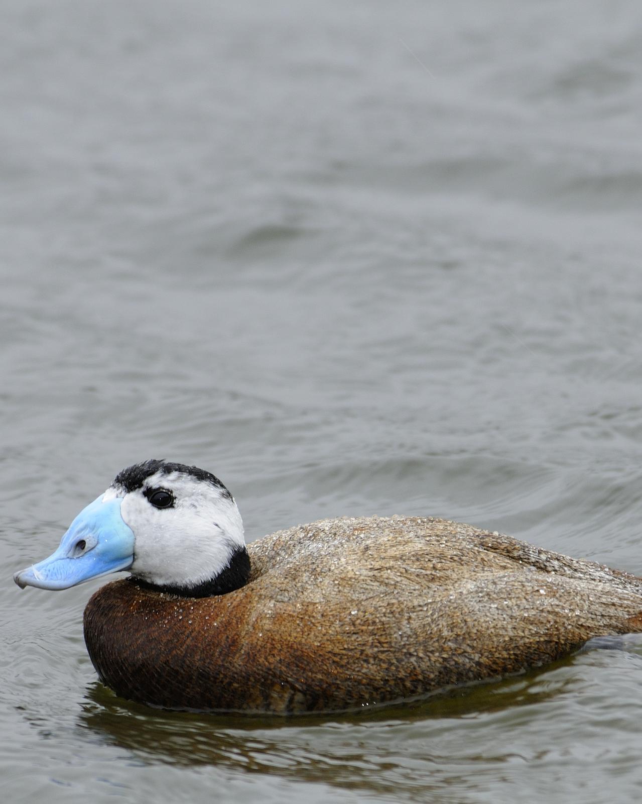 White-headed Duck Photo by Andres Rios