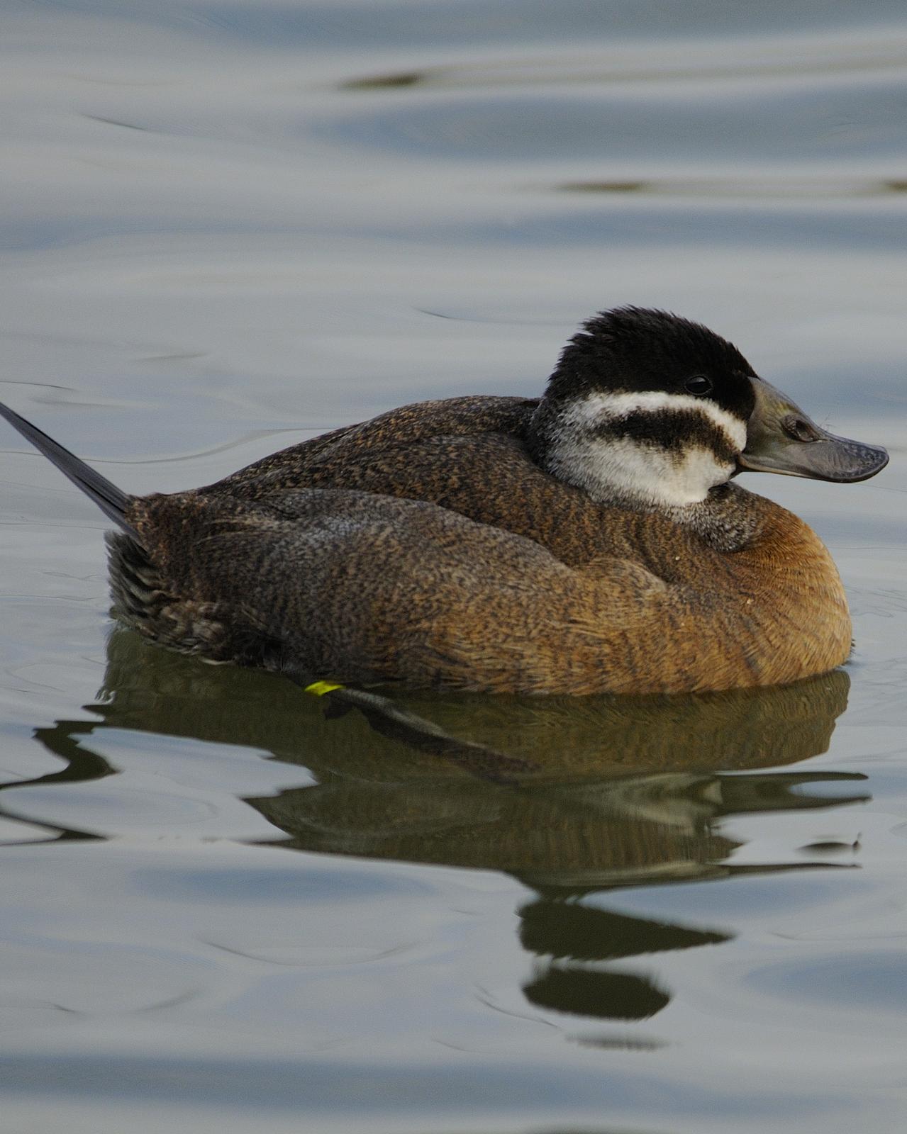 White-headed Duck Photo by Andres Rios