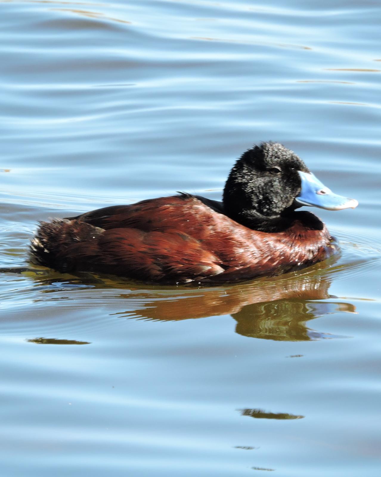Blue-billed Duck Photo by Peter Lowe