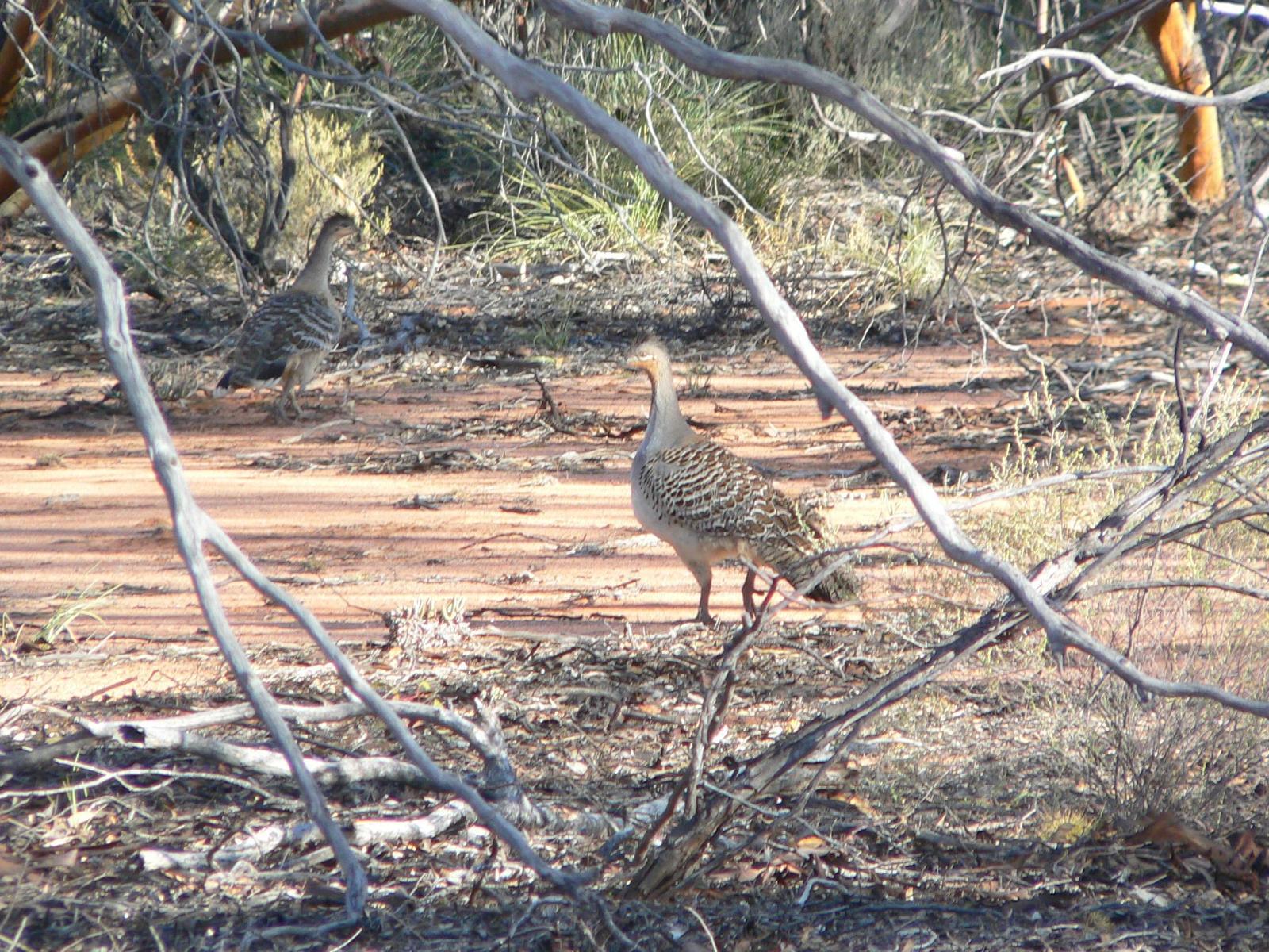 Malleefowl Photo by Peter Lowe