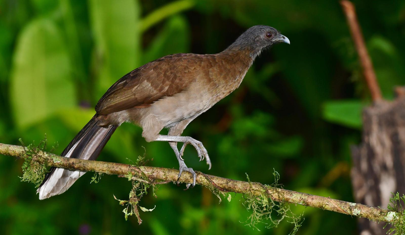 Plain Chachalaca Photo by Gareth Rasberry