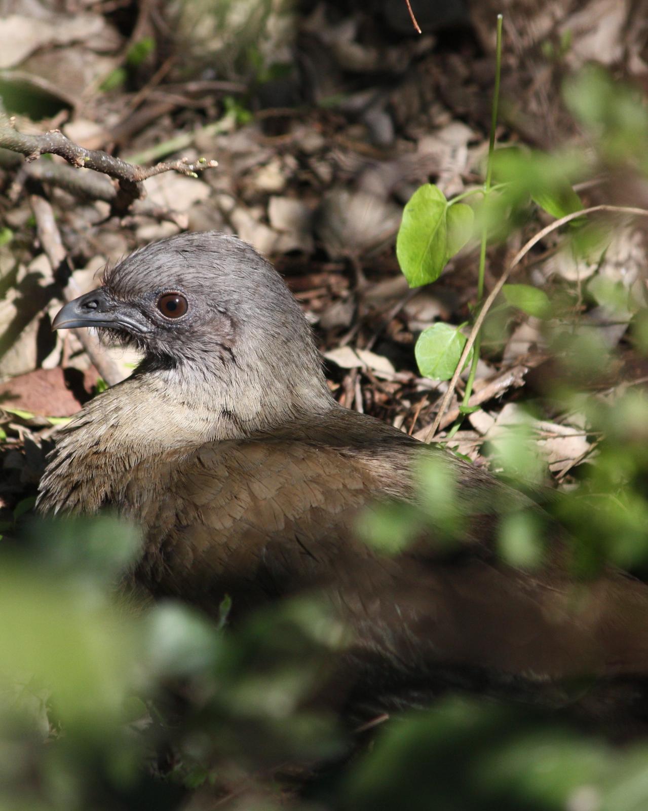 Plain Chachalaca Photo by Andrew Core